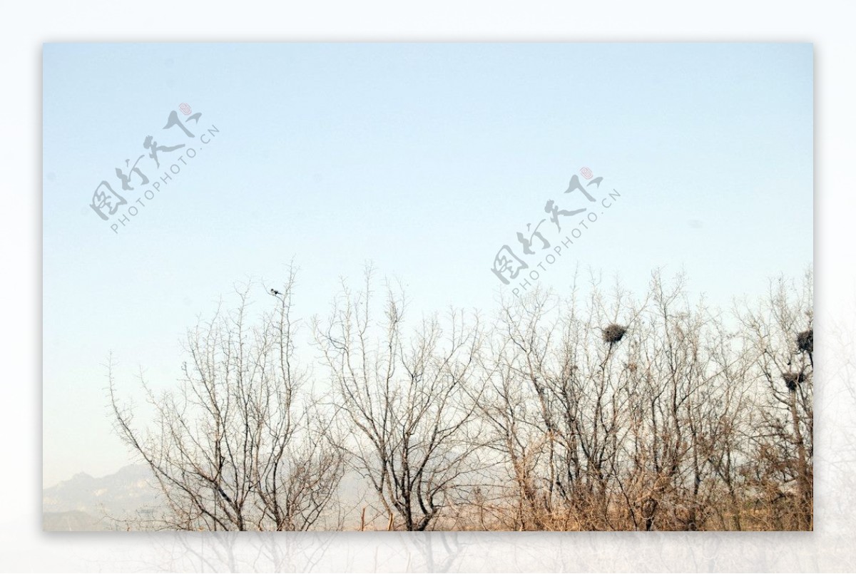 大树野外鸟巢图片