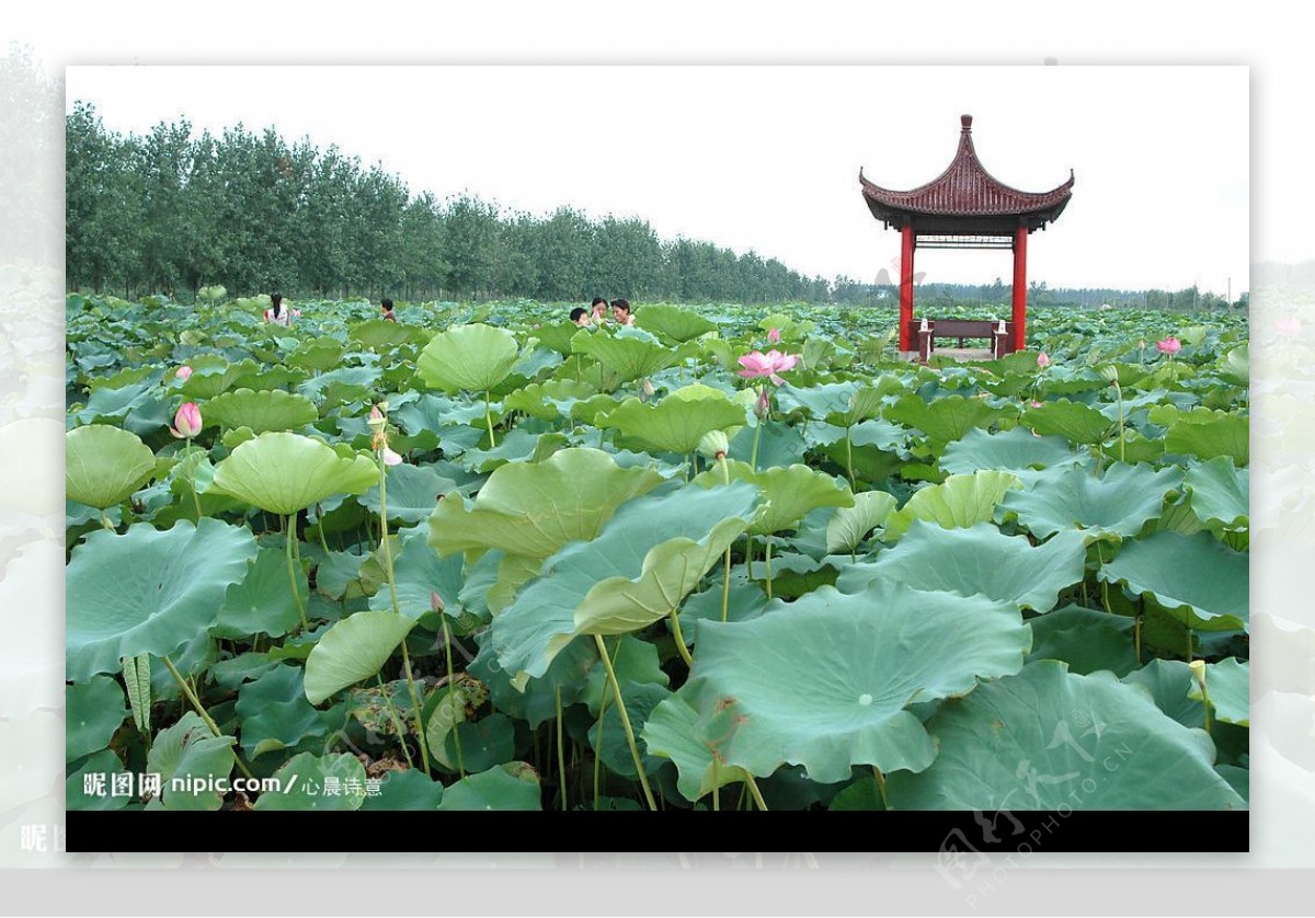 荷园荷乡风情八角亭盛开的荷花图片