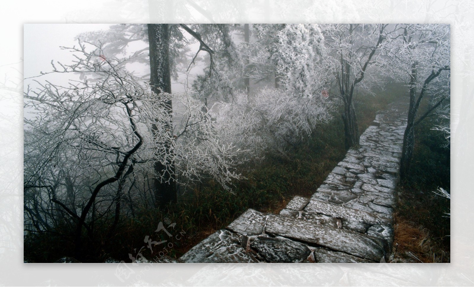 冬天冷雪花树叶道路图片