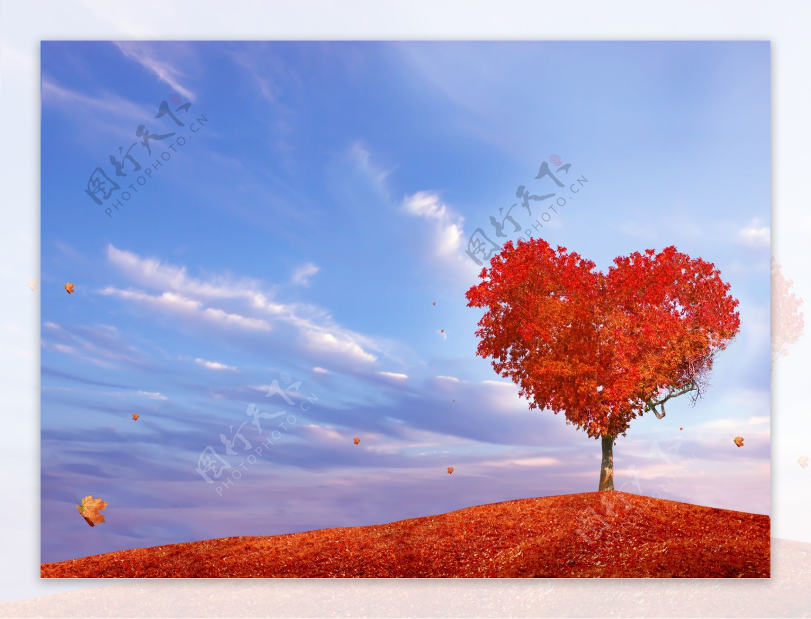 爱情树落叶树图片