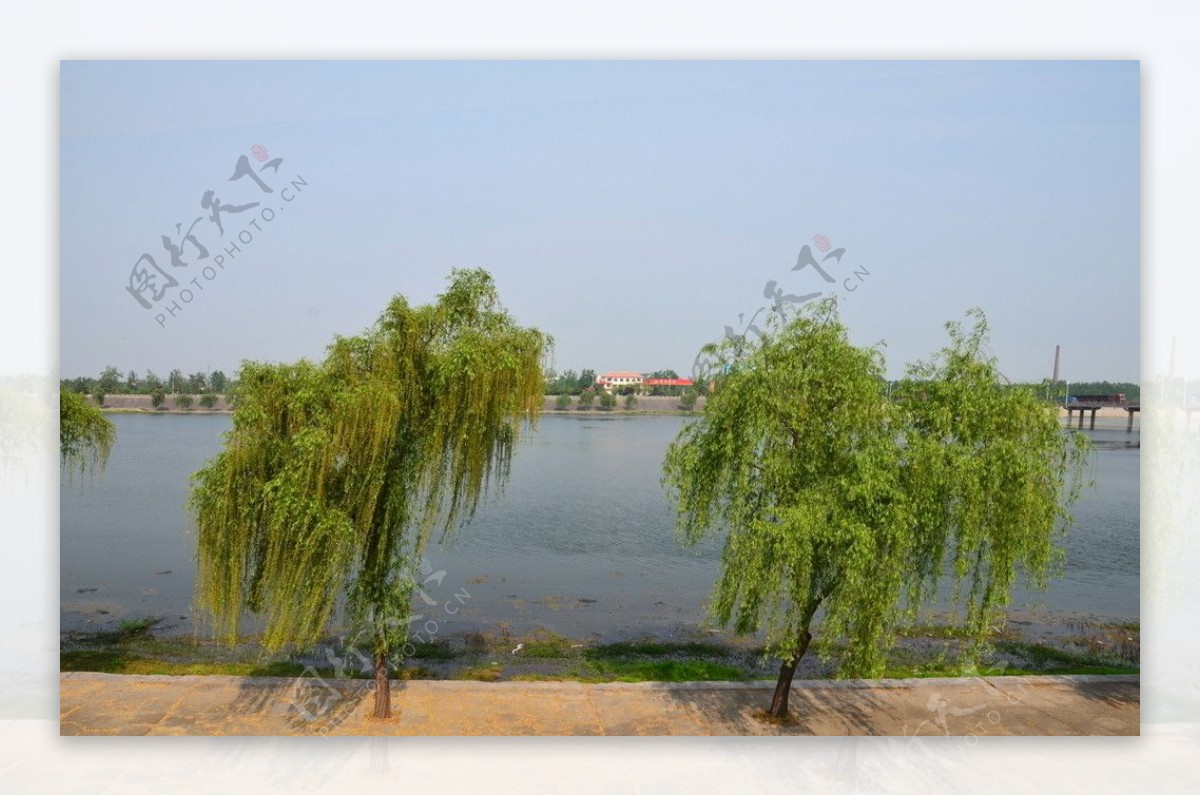 内河的杨柳图片