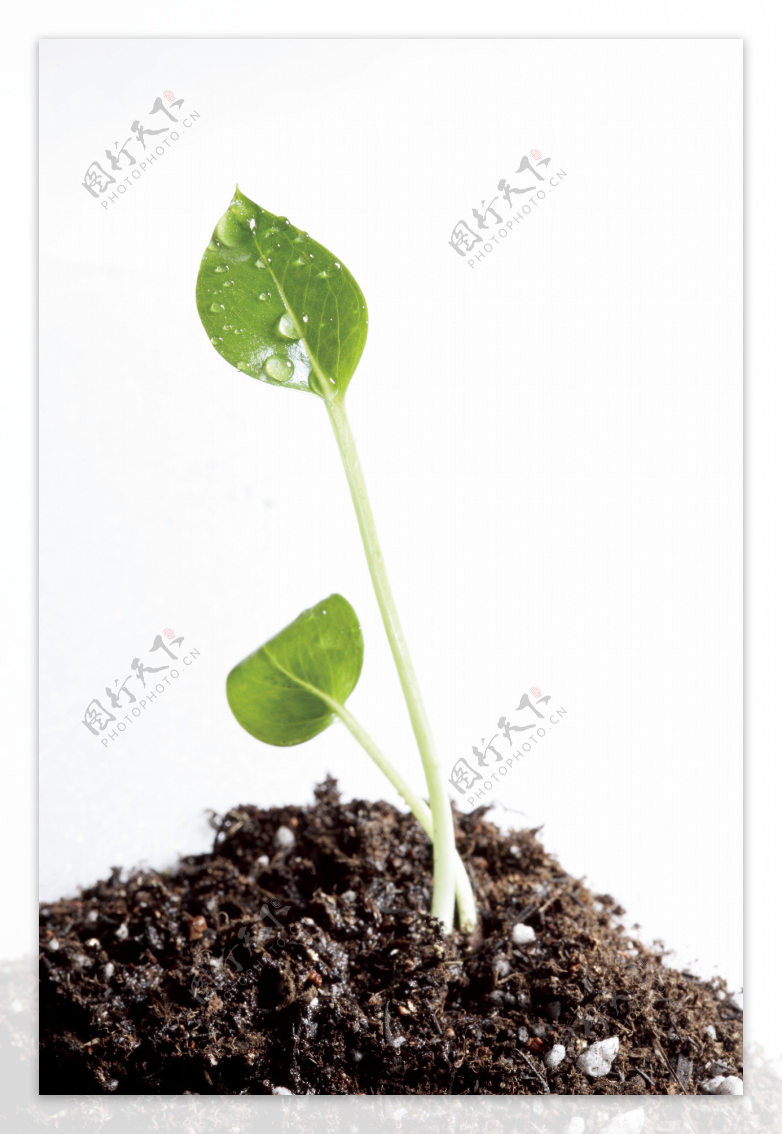 植物幼苗图片