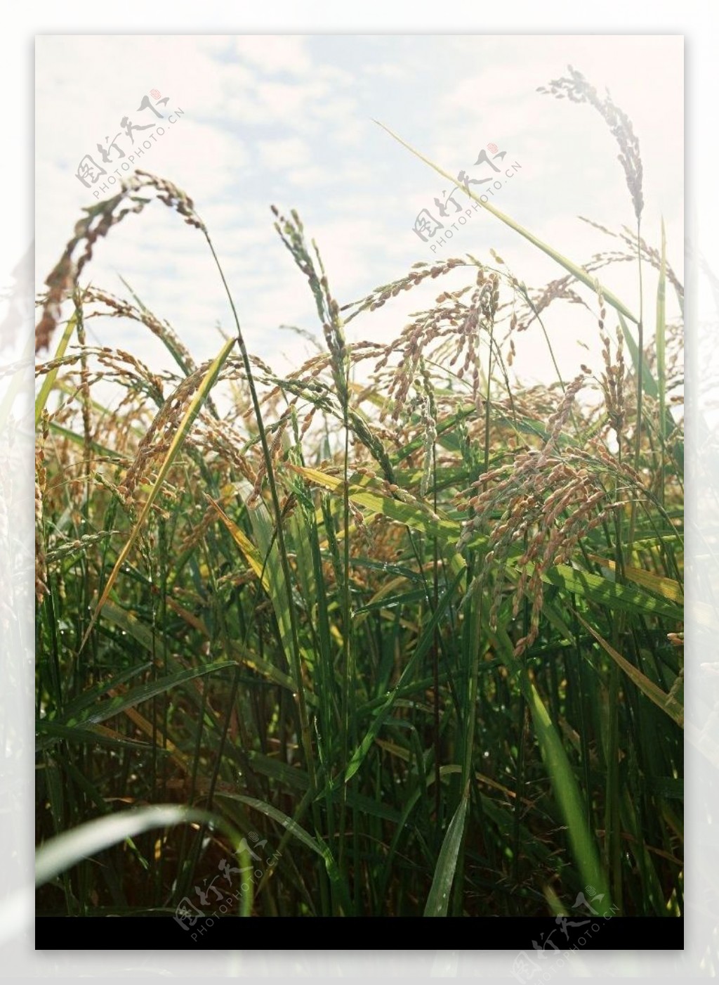 稻谷稻穗图片