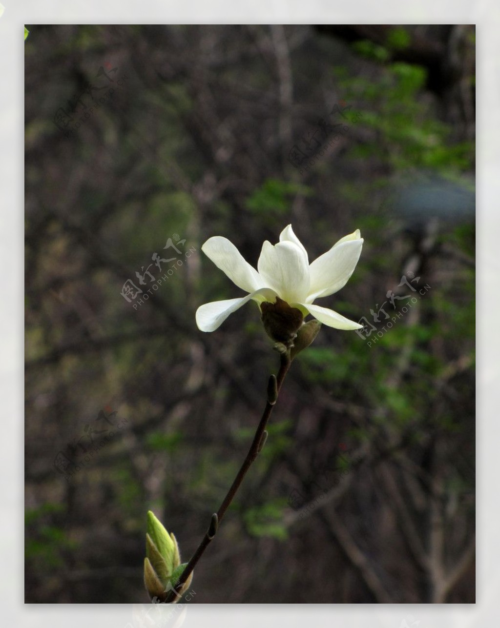 玉兰花玉兰黄玉兰图片