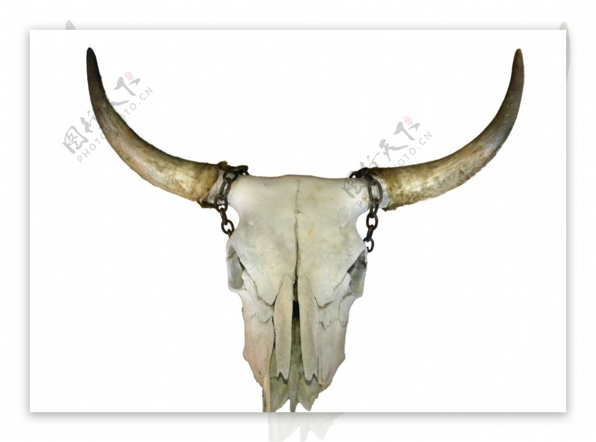 牧民牦牛头骨艺术品图片