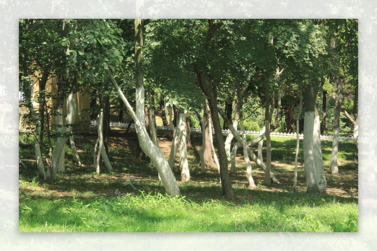 青岛绿树图片
