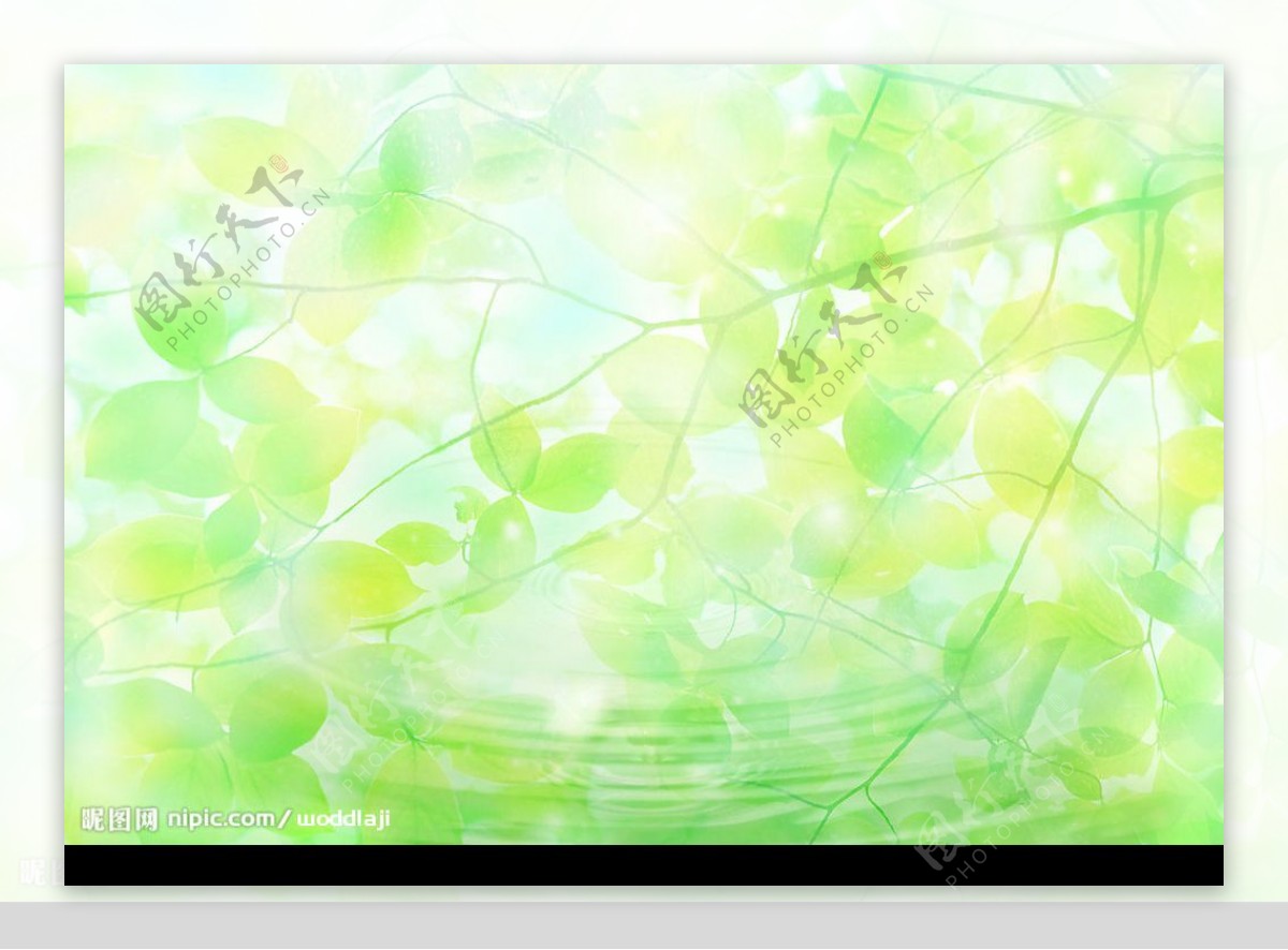 水叶子绿色天空水珠图片