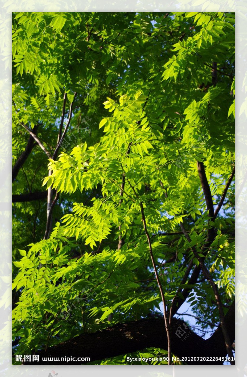 绿叶大树图片