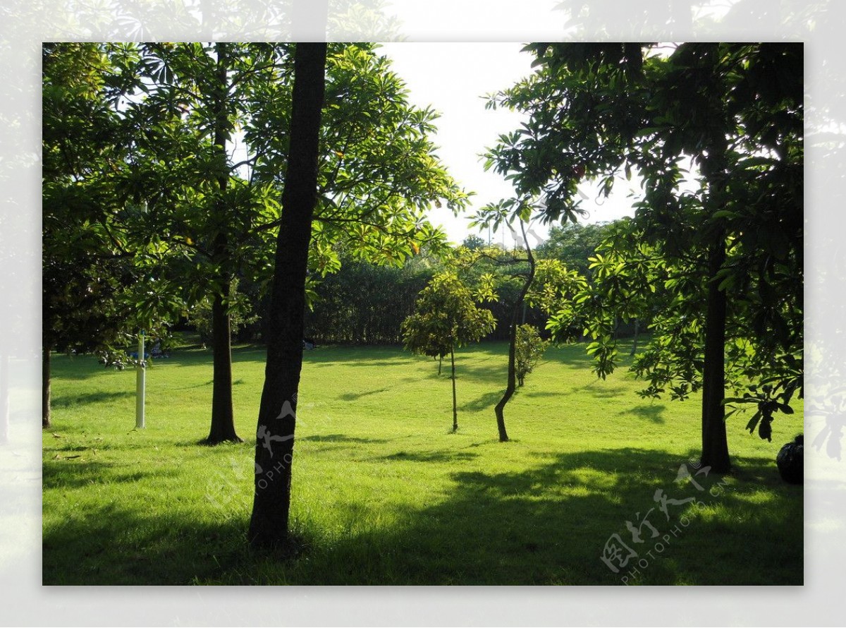阳光草地树图片
