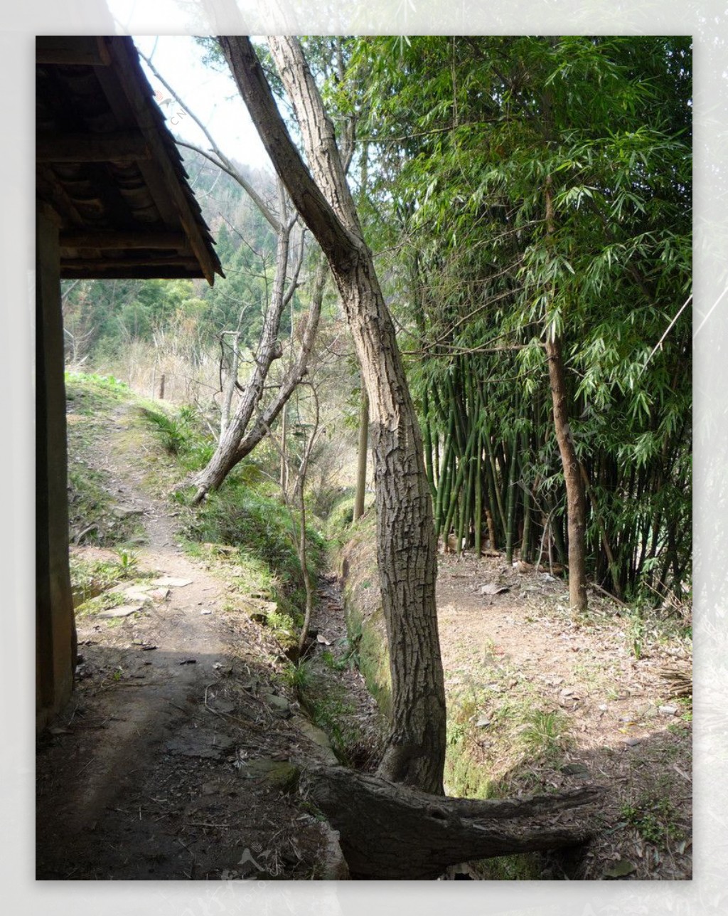天然的核桃树桥图片