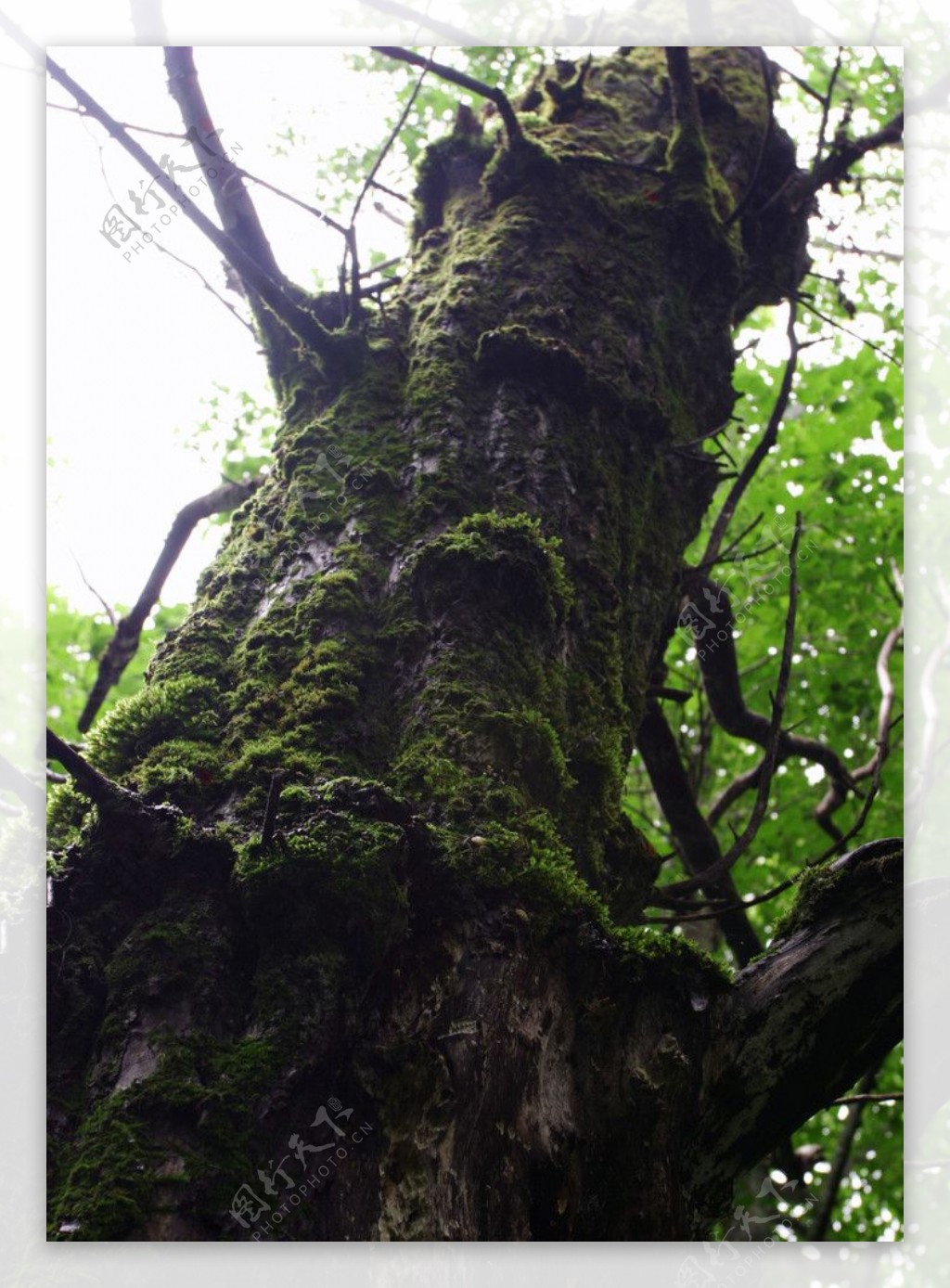干枯树摄影图片-干枯树摄影作品-千库网