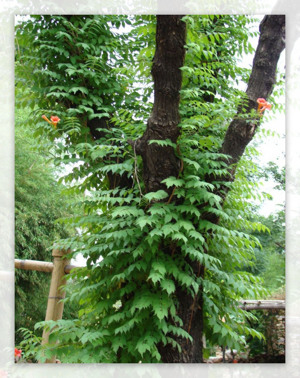 花恋树图片