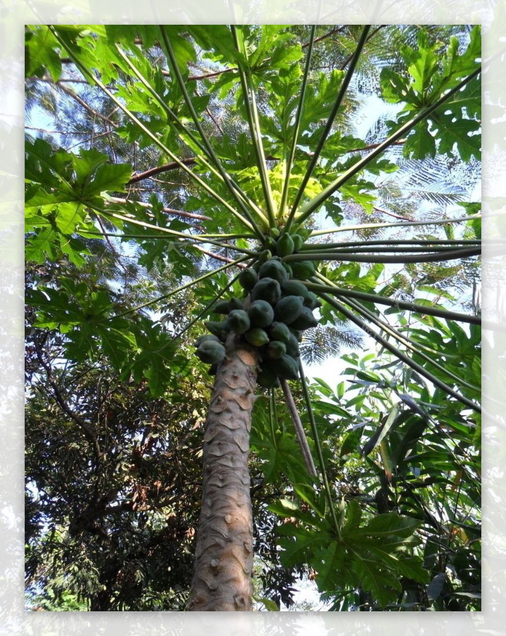 木瓜树图片