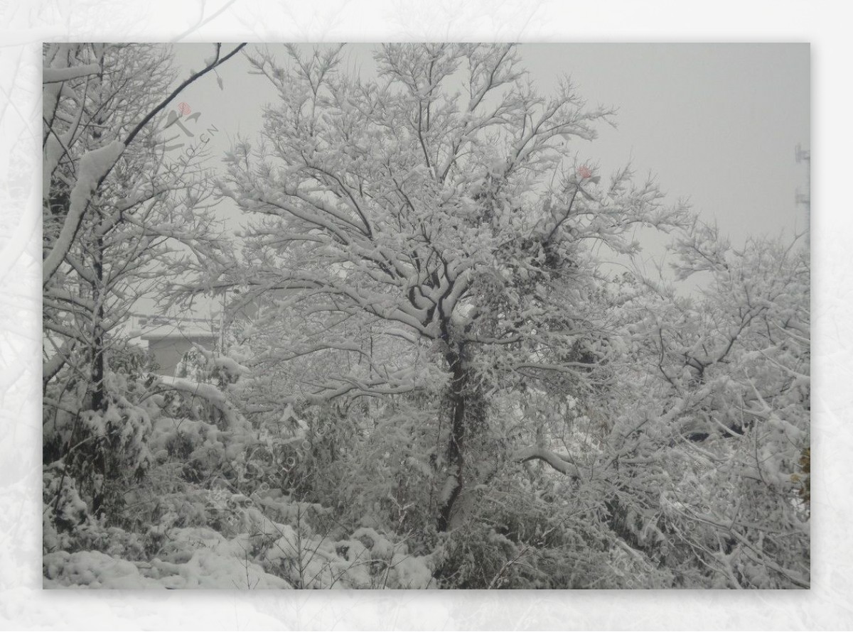 雪中树图片