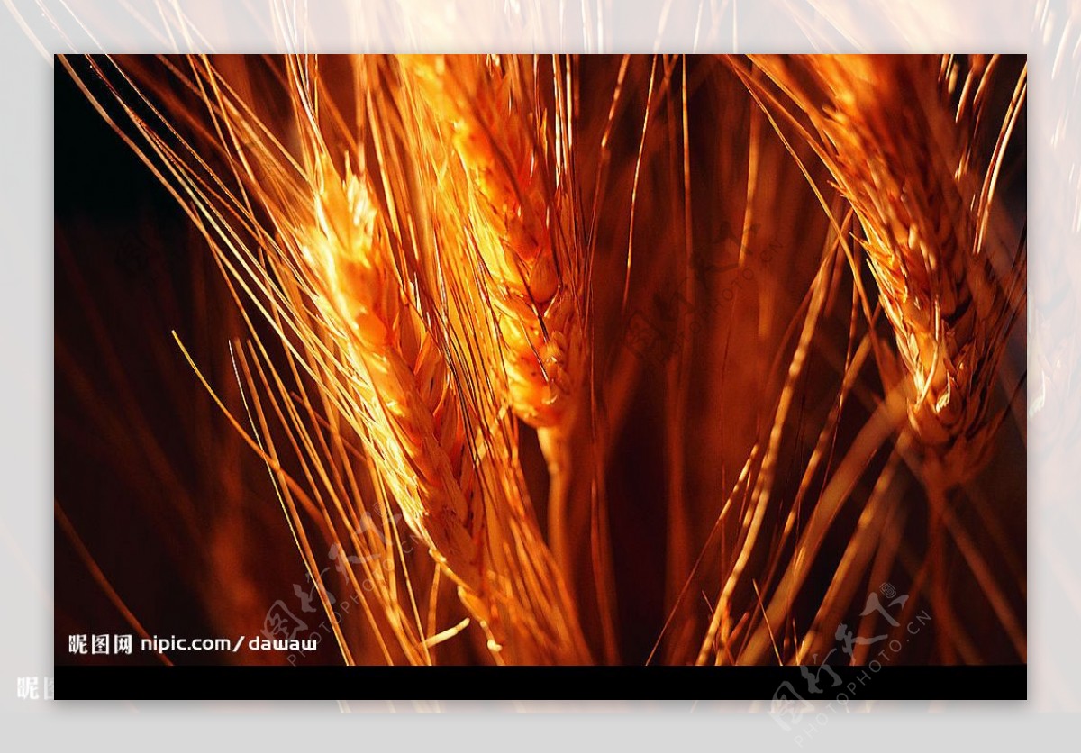 农业小麦水稻玉米图片