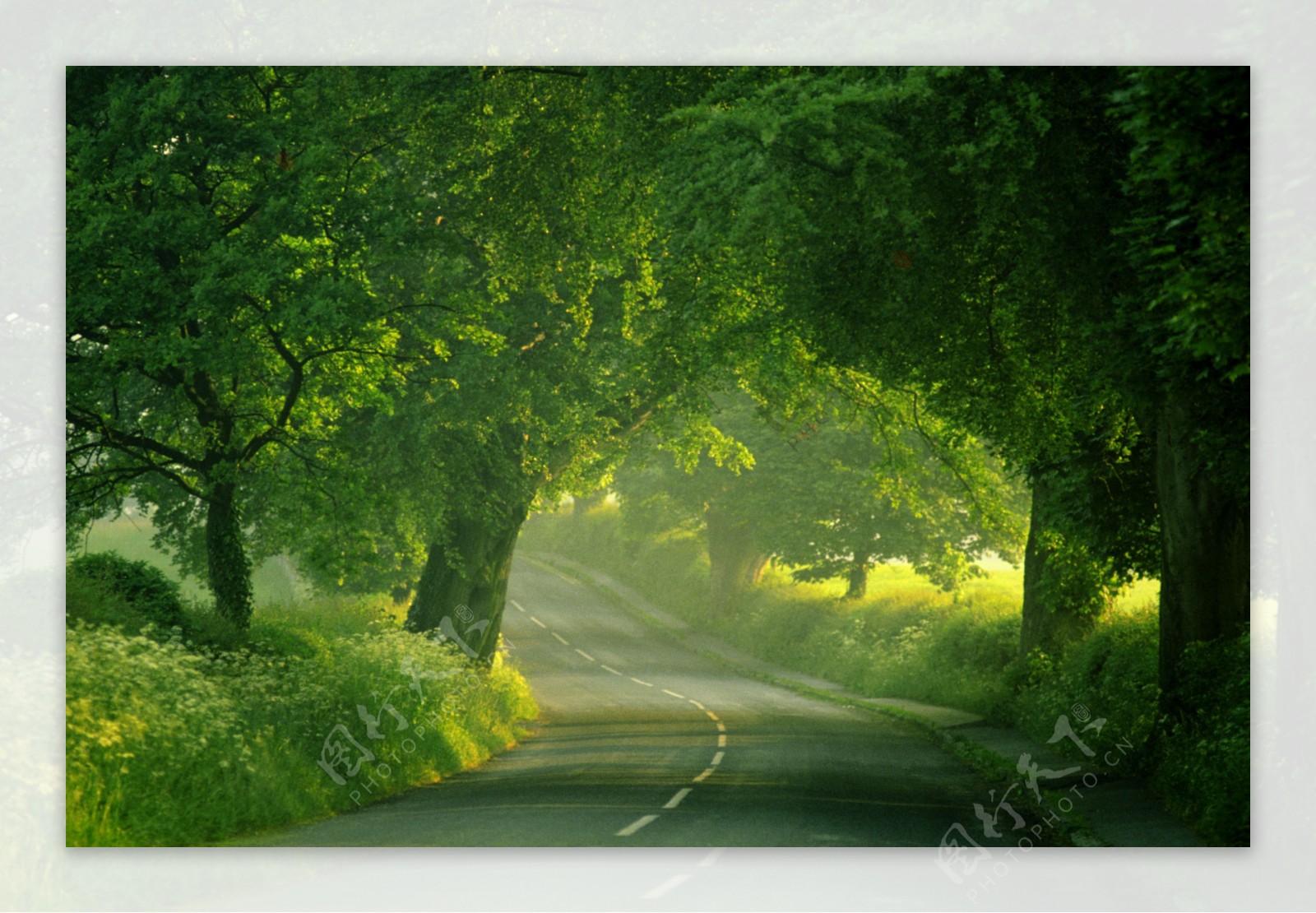 道路两边的绿色树林护眼自然风景桌面壁纸-壁纸图片大全