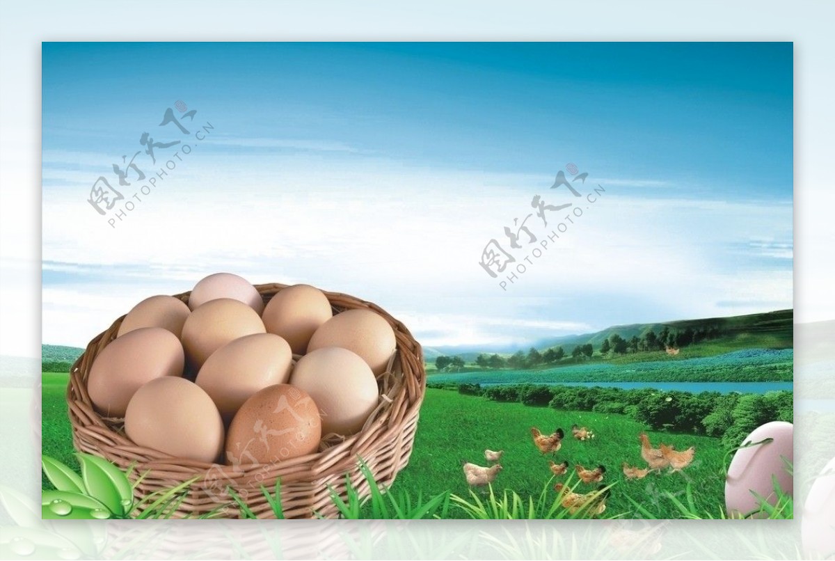 鸡蛋鸡蛋素材鸡蛋展板鸡蛋吊旗图片