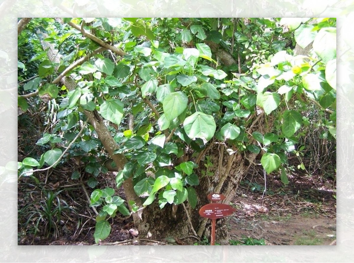 海南梧桐树图片