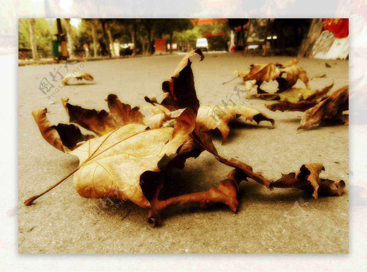 秋风下的落叶图片