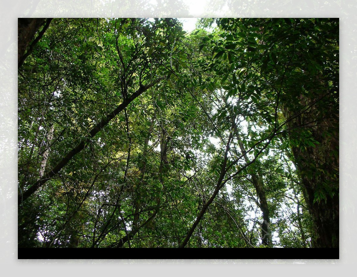 陽光樹林图片