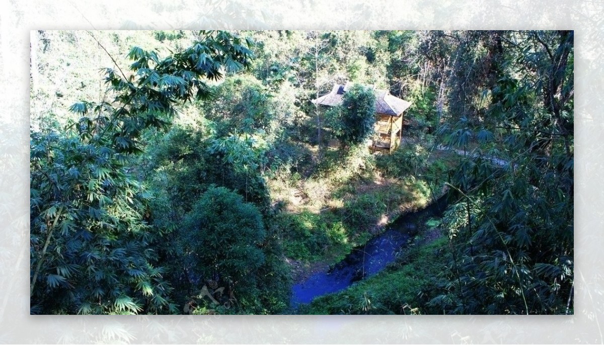野象谷热带雨林图片