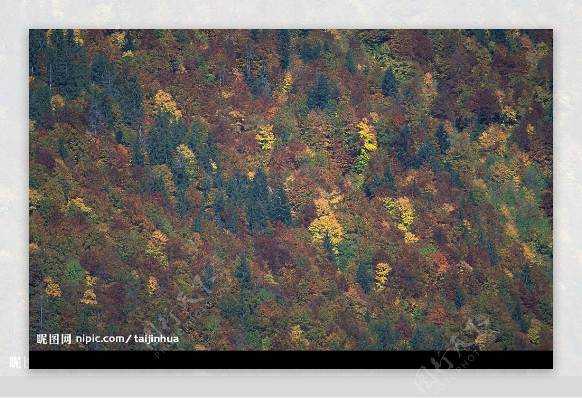 秋天多彩的山林图片