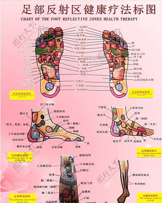 足部反射图图片