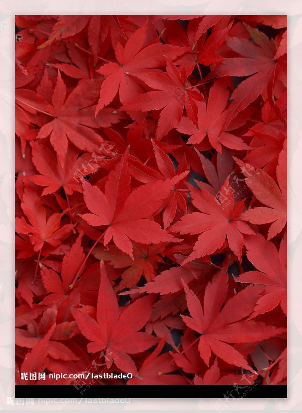 红枫叶图片