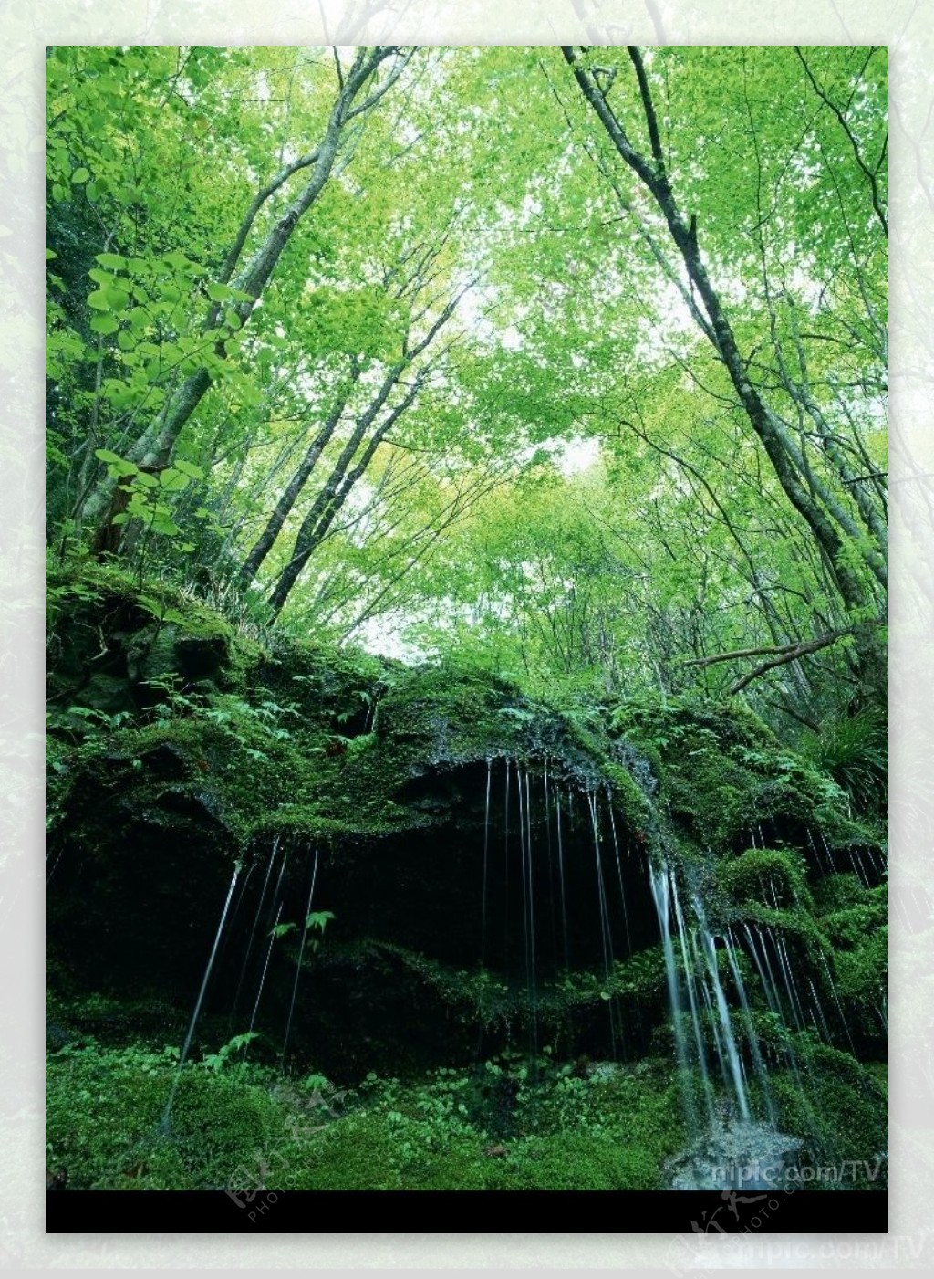 林中小溪图片