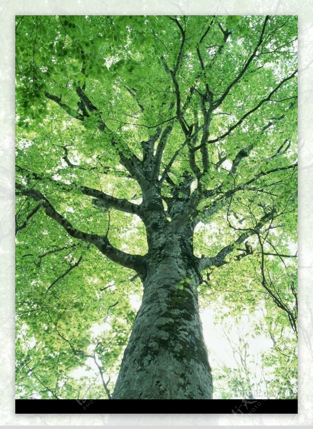 树木壁纸图片