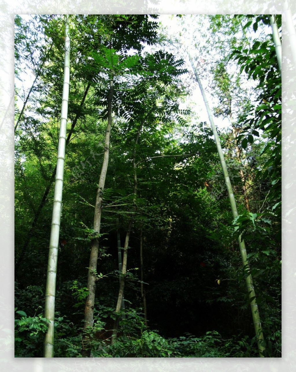 森林的优雅图片