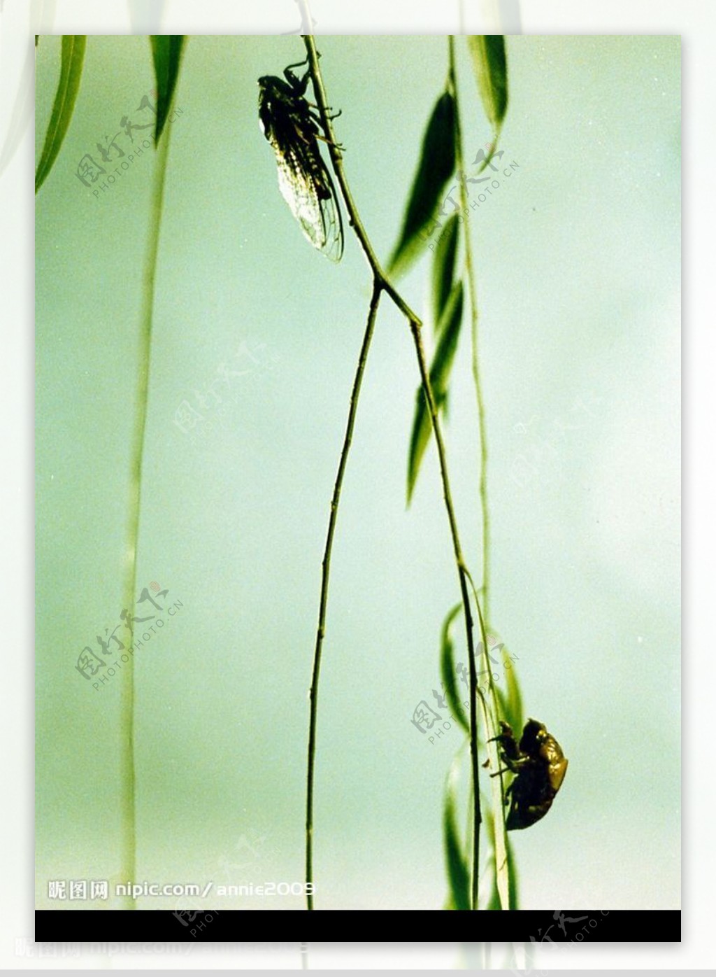 夏蝉与枝条图片