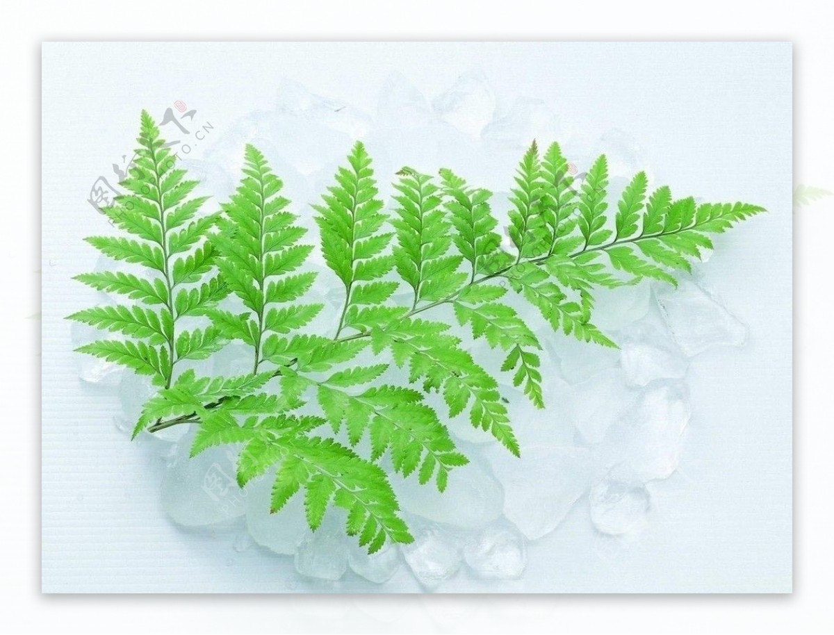 绿色植物图片