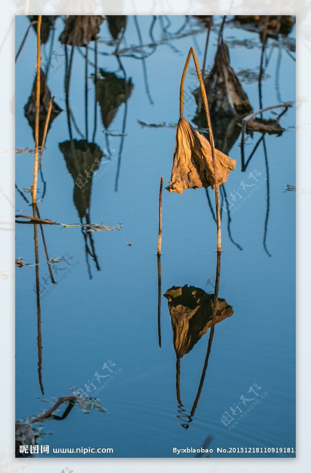 昆明湖中荷叶图片