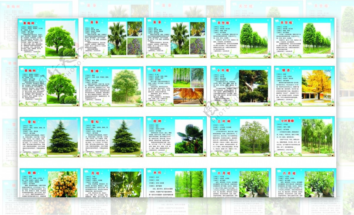 百科树种树类简介图片