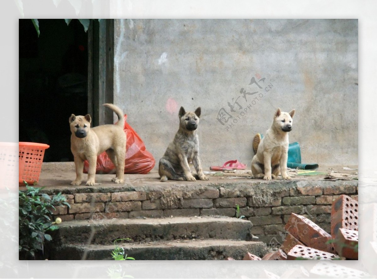 三只小狗狗图片素材-编号09990136-图行天下