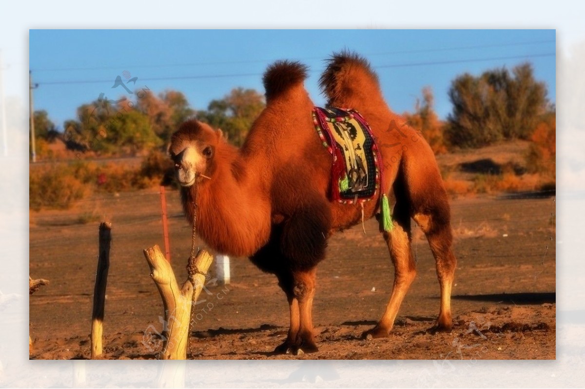 新疆骆驼图片