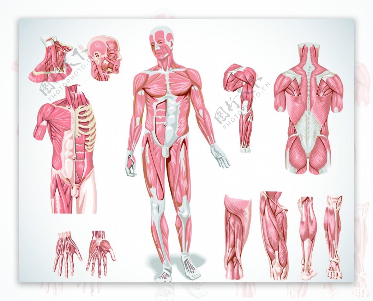 人体解剖图片