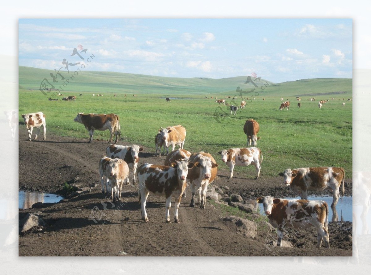 牧场草原内蒙古图片