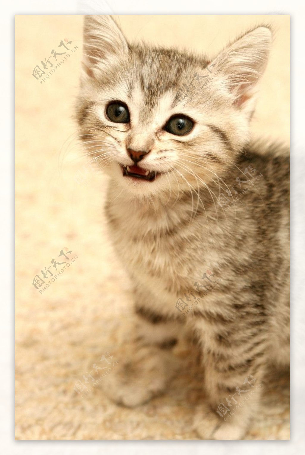 可爱小猫眯图片