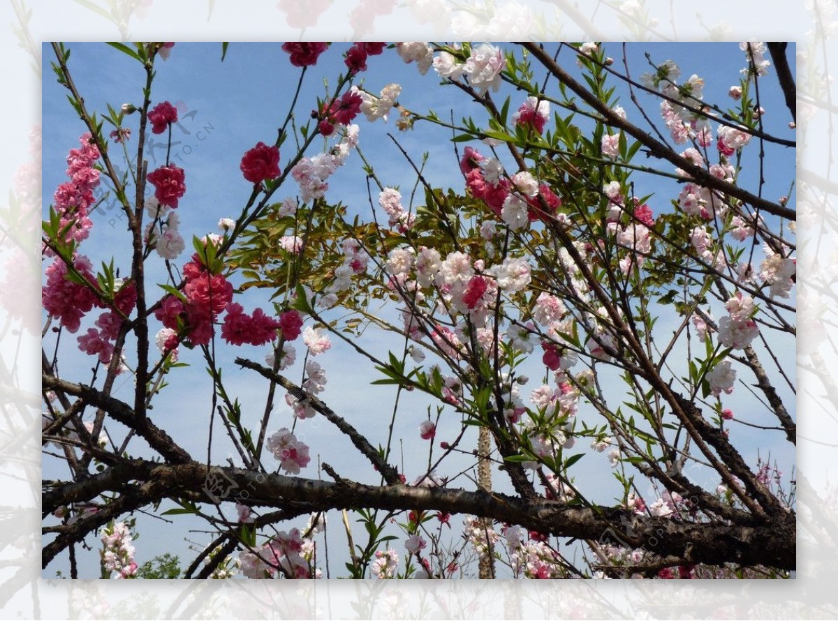 白塘公园红白桃花图片
