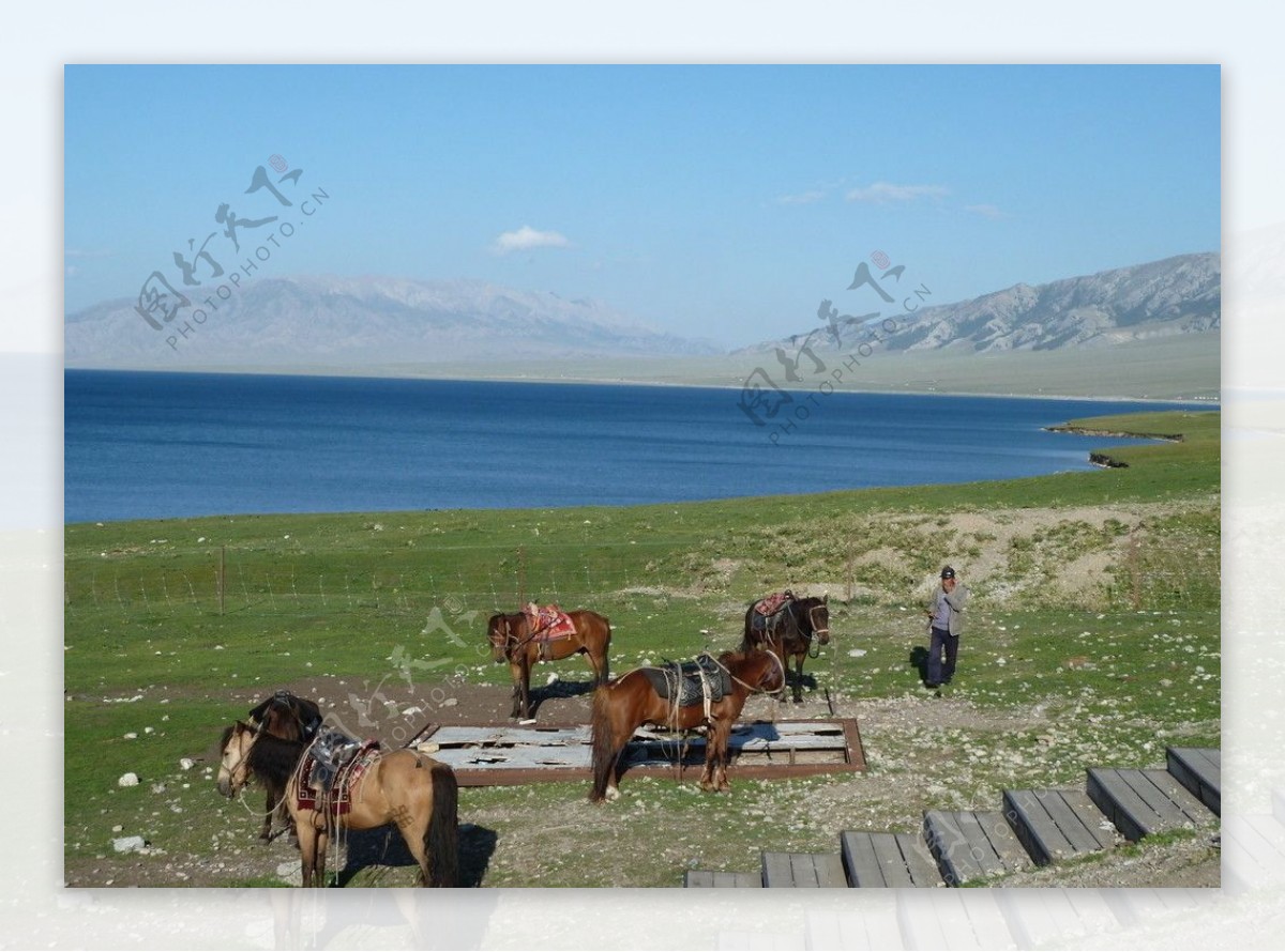 赛里木湖边的马图片