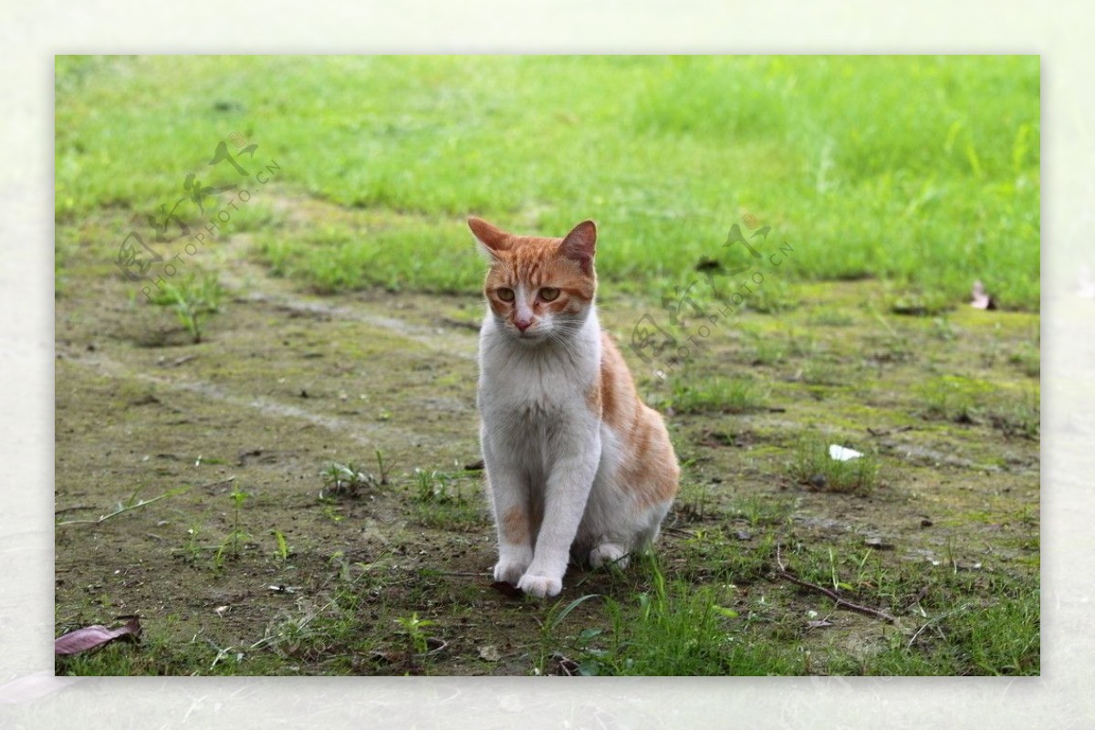 草地黄斑猫图片