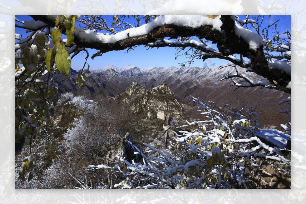 透过雪后枝叶远观长城图片