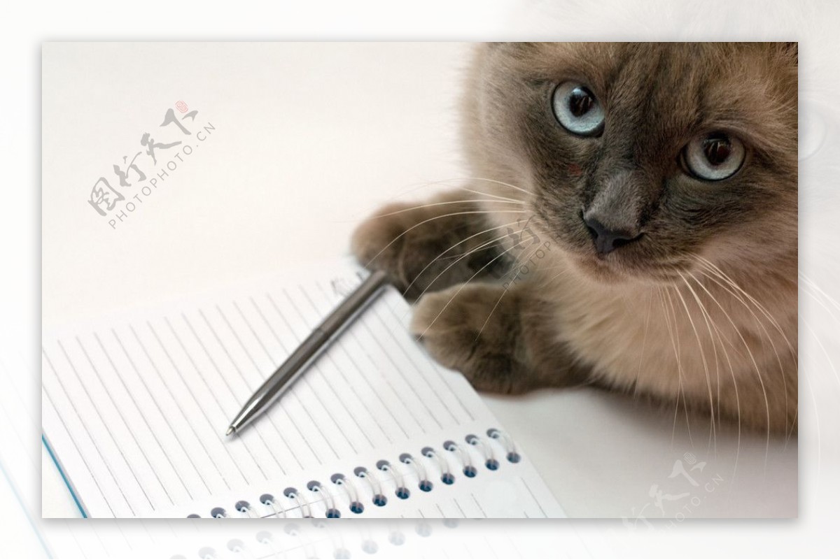 写日记的猫图片