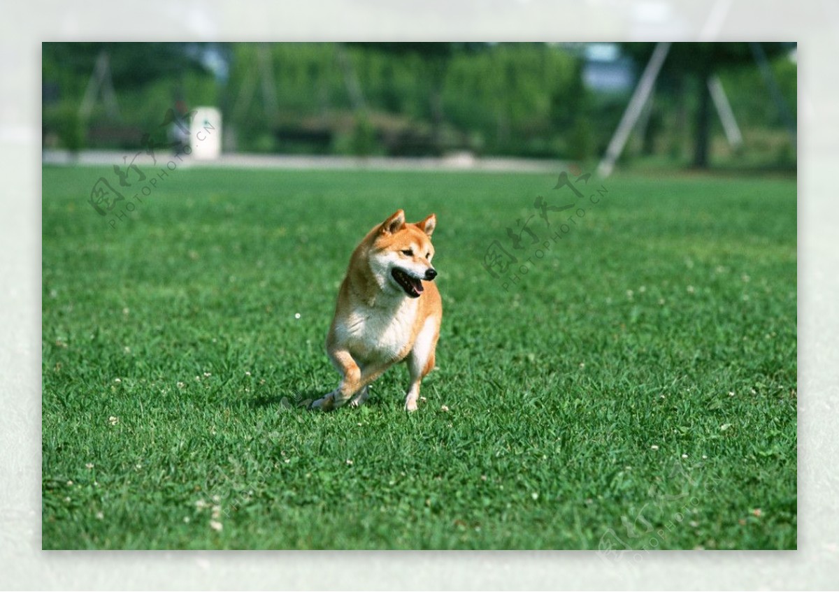 日本柴犬图片