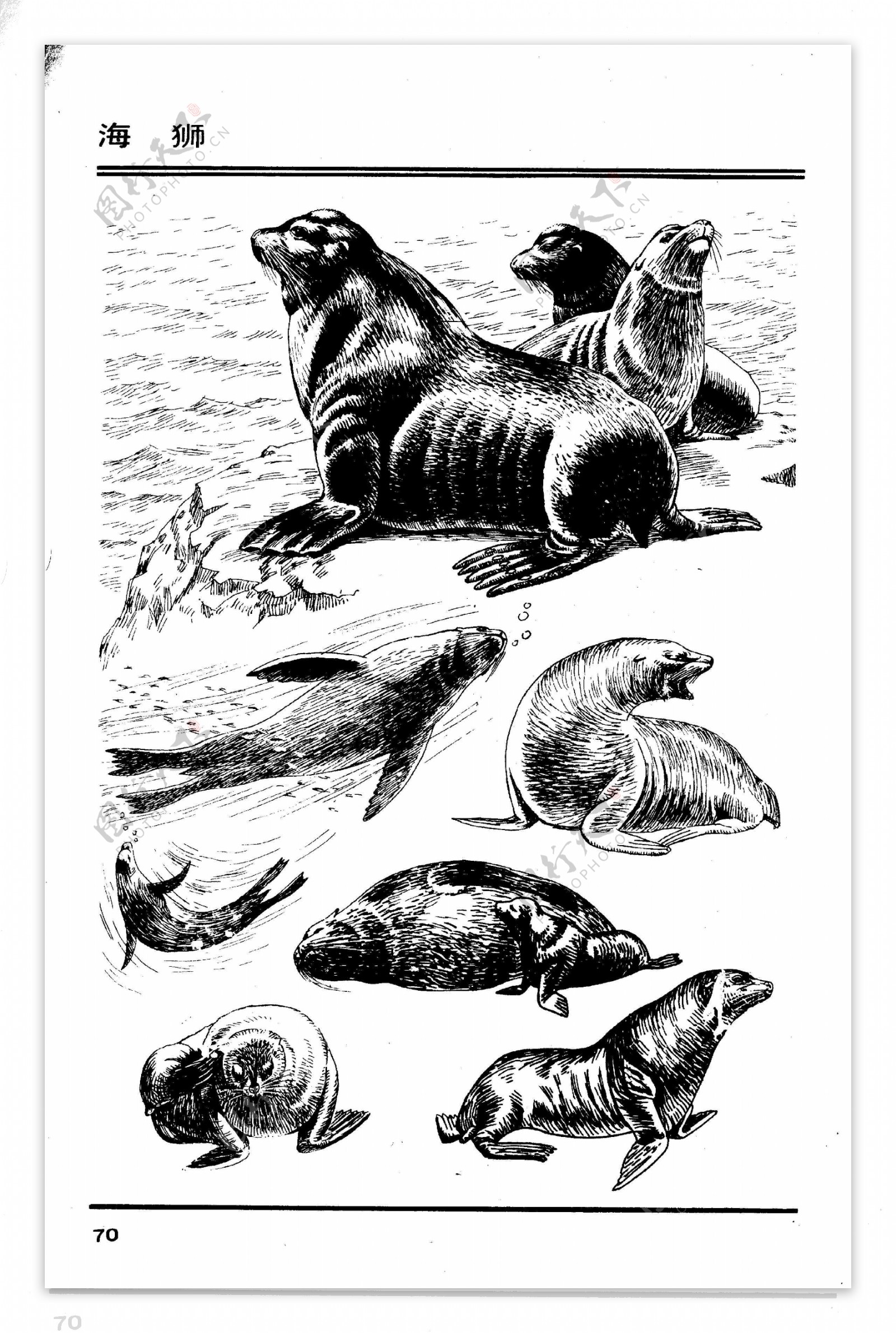 画兽谱75海狮图片
