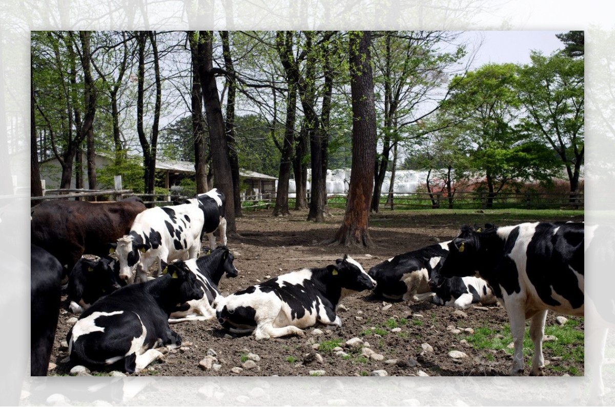 荷兰乳牛图片