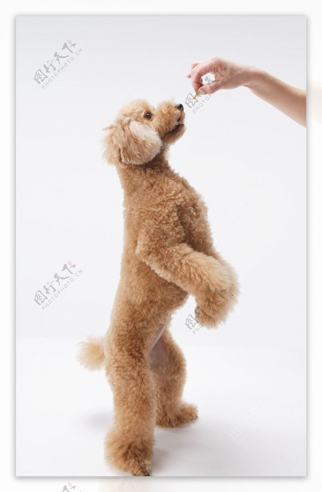 纯种泰迪 宠物贵宾 红色泰迪犬 小体玩具泰迪狗狗出售 视频 支付宝 宝贝它 泰迪/贵宾 /编号10109300 - 宝贝它