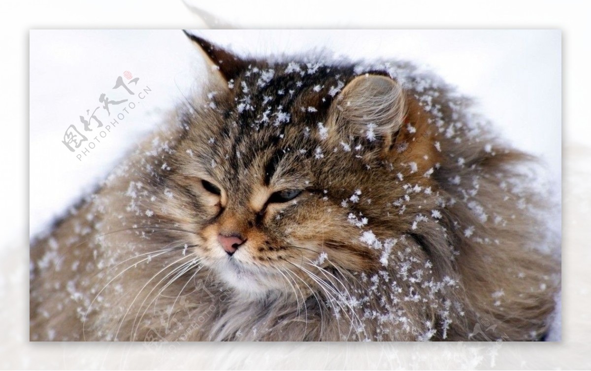 雪上小猫图片